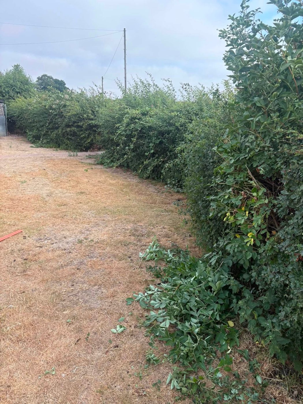 Overgrown hedge before