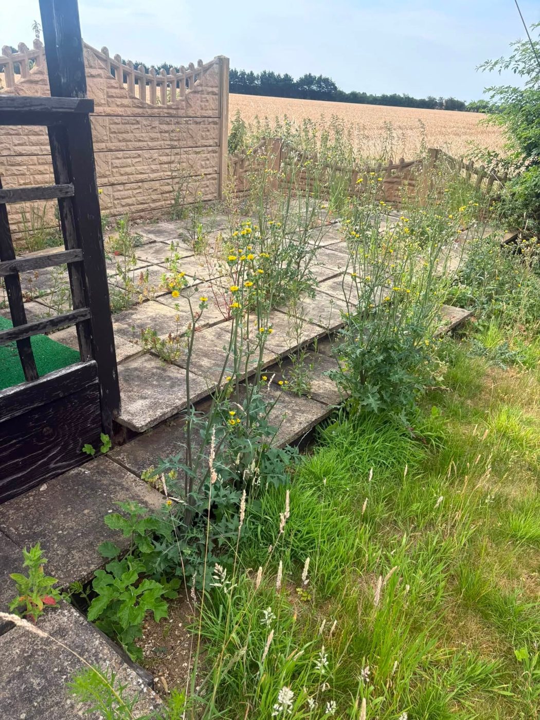Overgrown patio before